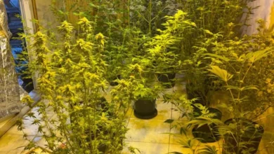 Plantação de maconha encontrada em casa em São Vicente — Foto: Polícia Civil