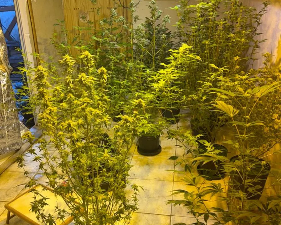 Plantação de maconha encontrada em casa em São Vicente — Foto: Polícia Civil